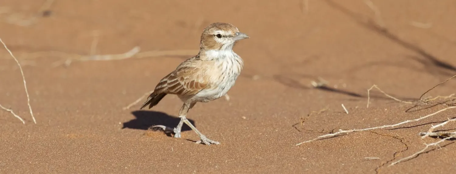 Dune Lark